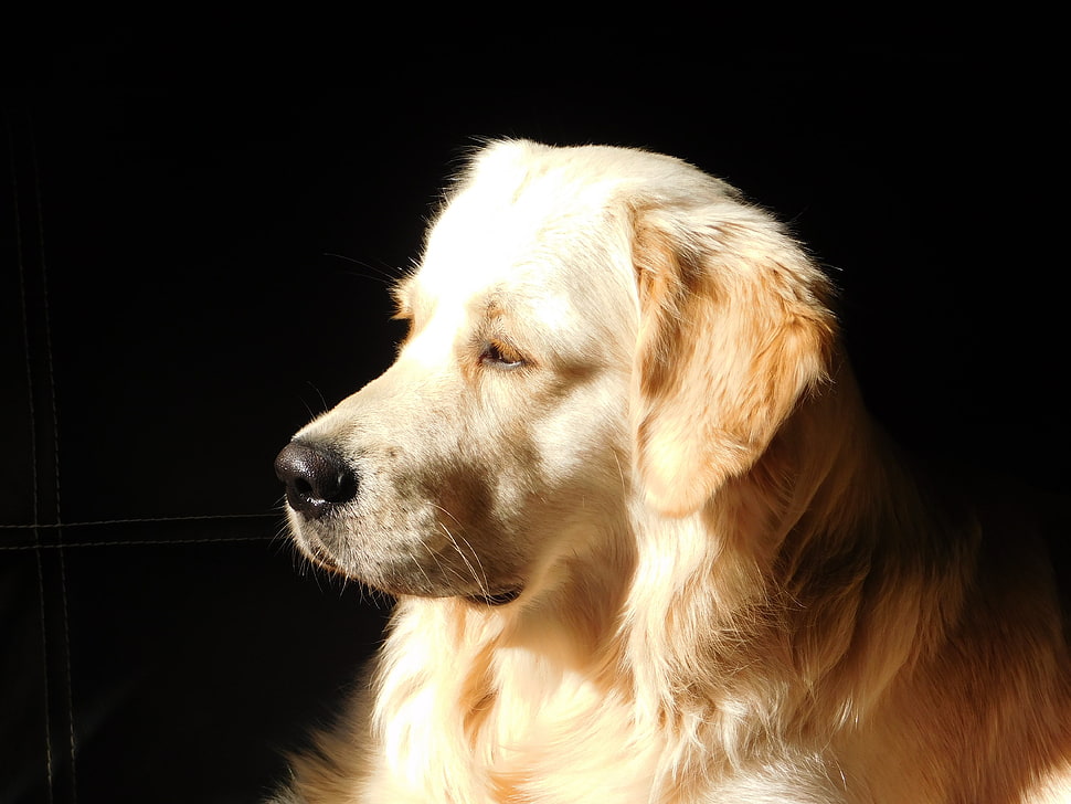 adult Golden Retriever HD wallpaper
