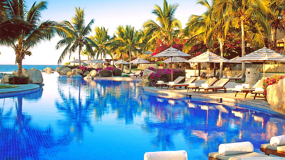 brown resort lounges, swimming pool, palm trees, rock, hotel HD wallpaper