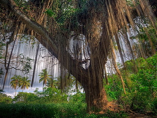 low angle photography of tall tree with vines under gray cloudy sky
