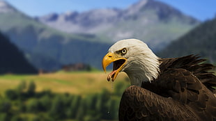 men's black and white shirt, bald eagle, eagle, birds, blurred HD wallpaper