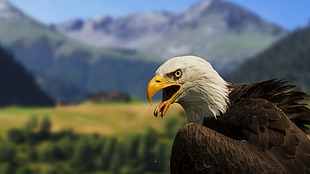 men's black and white shirt, bald eagle, eagle, birds, blurred
