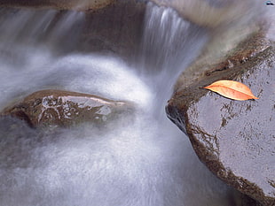 dried leaf on cliff near waterfalls