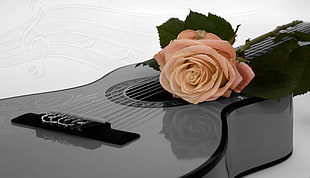 white rose on gray and black dreadnought classical guitar with white background