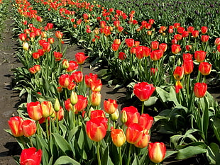 Tulips plantation during day time