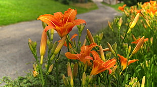 selective focus photography of orange and yellow lily flowers