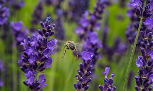 selective focus photography of lavender flowers HD wallpaper