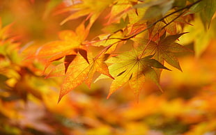 maple leaves, nature, leaves, fall HD wallpaper