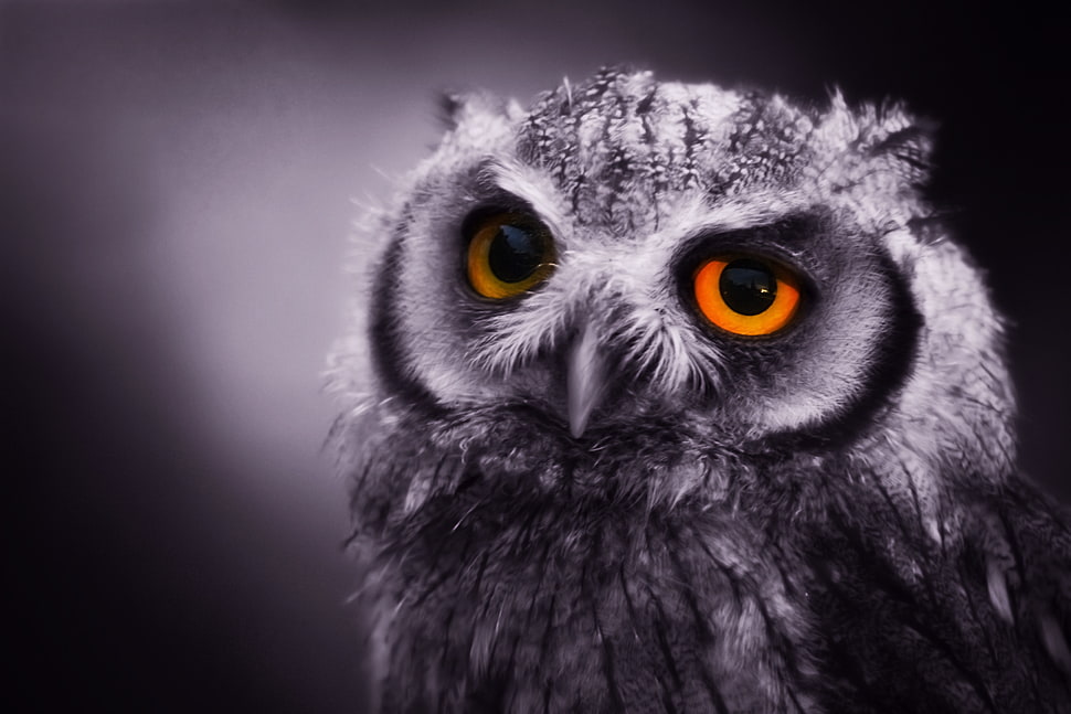 selective focus photography of orange-eyed owl HD wallpaper