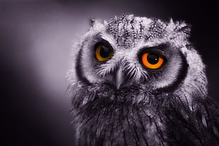 selective focus photography of orange-eyed owl