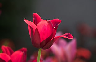selective focus photo of red Tulip HD wallpaper