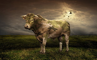 Cow,  Grass,  Light,  Field HD wallpaper