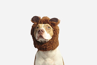 short-coated brown dog, Pit bull, Dog, Hat