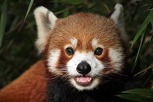 closeup photo of Red Panda, darjeeling, india