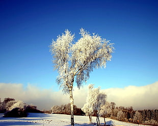 tree covered with snow HD wallpaper