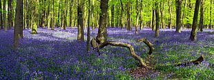purple flower field under trees at daytime, flowering, crawley, ashridge HD wallpaper