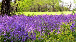 purple flower field and trees at daytime