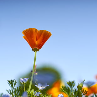 close up photography of orange petaled flower