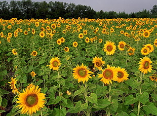 sunflower plantation