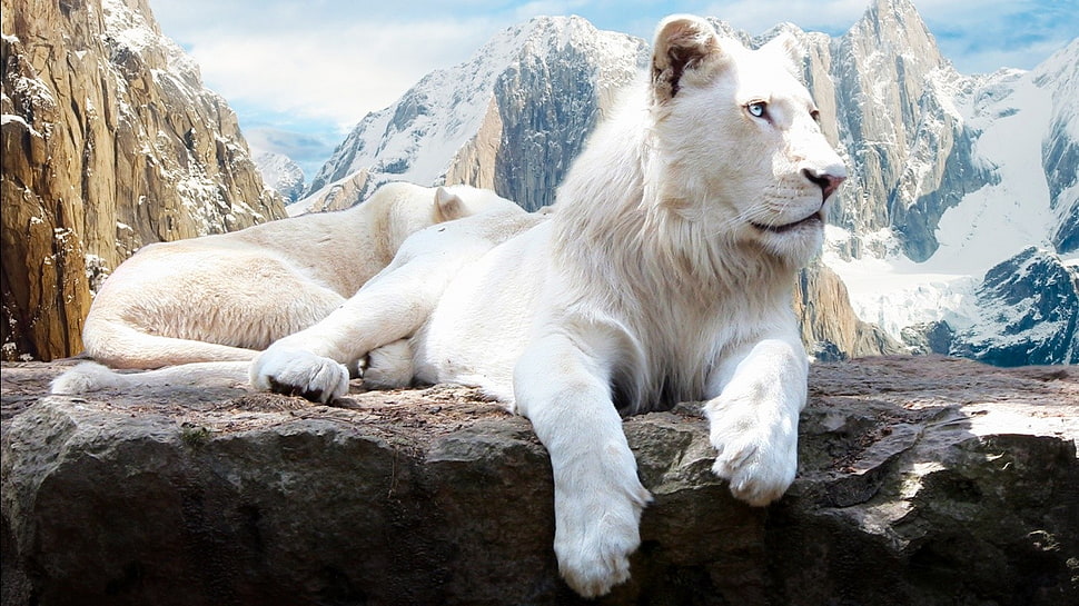 white lion, animals, lion, snow, mountains HD wallpaper