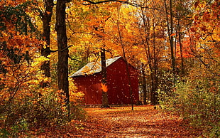 brown shed in the trees HD wallpaper
