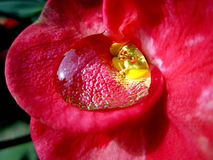 rain drop in red petaled flower