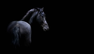 black horse illustration with black background