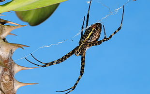 close up photo of yellow and black spider