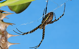 close up photo of yellow and black spider HD wallpaper