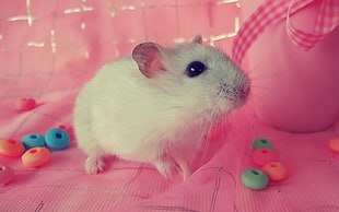 closeup photo of white hamster