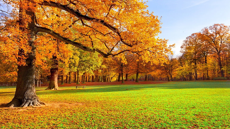 orange and green maple trees illustration HD wallpaper
