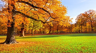 orange and green maple trees illustration