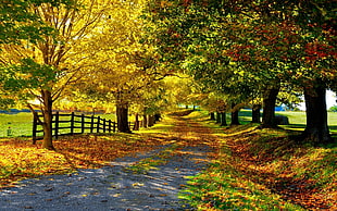 pathway surrounded by trees HD wallpaper