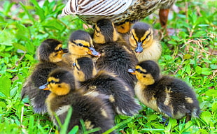 flock of black and yellow ducklings