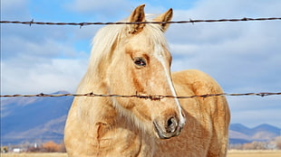 brown and white horse behind barbed wire