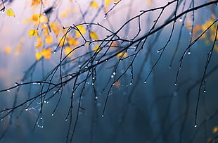 bare tree, branch, nature, rain, water drops