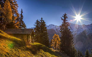 green trees, nature, landscape, cabin, mountains