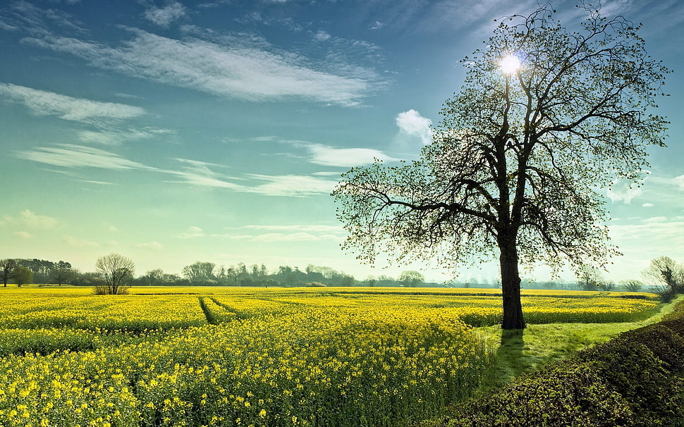 brown tree with green grass field HD wallpaper