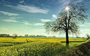 brown tree with green grass field