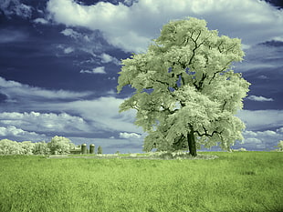 green tree and green grass field high saturated photographt