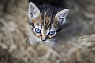gray and black tabby kitten