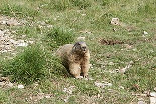 Marmot,  Walking,  Grass,  Animal HD wallpaper