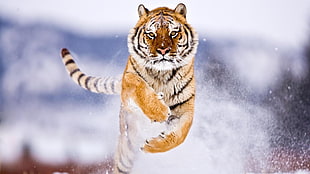 tiger, tiger, cute animals, snow HD wallpaper