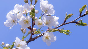 depth of field photography of white petaled flowers
