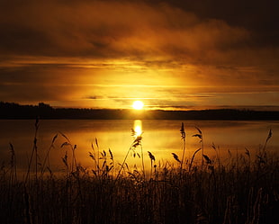 photo of sunset over lake HD wallpaper