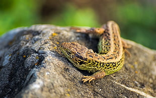 green and brown skink on stone on selective focus photography