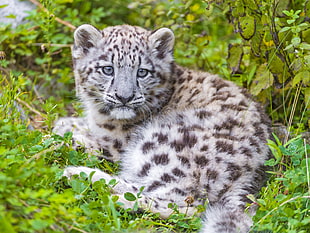 white and black Tiger cub on green grass field HD wallpaper