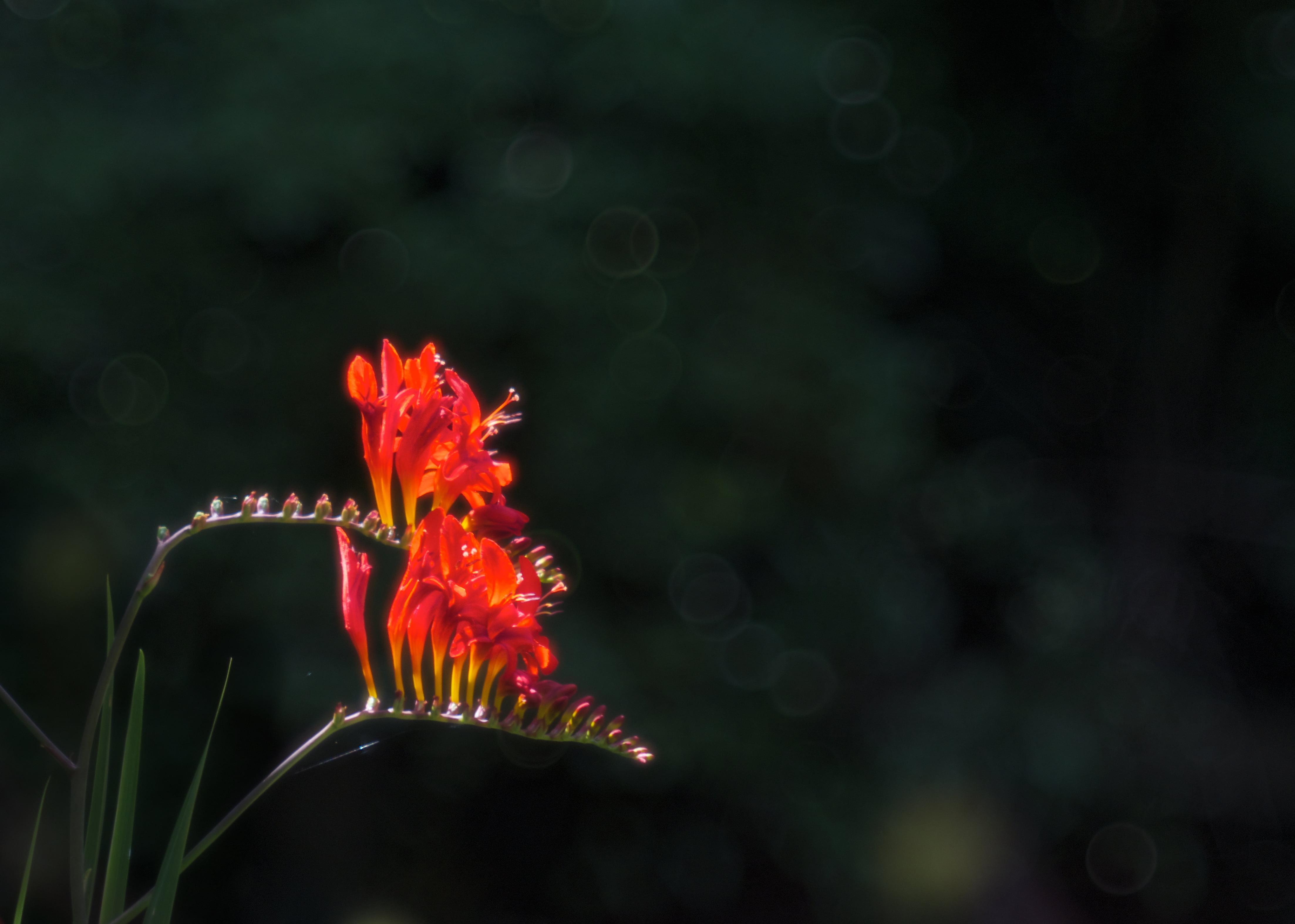 two red petaled flowers