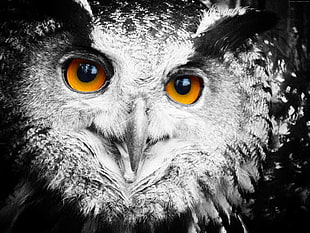 close up shot of gray and black owl HD wallpaper