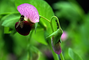 selective focus photo of bee on purple petaled flower