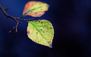 green leaves in auto focus photography